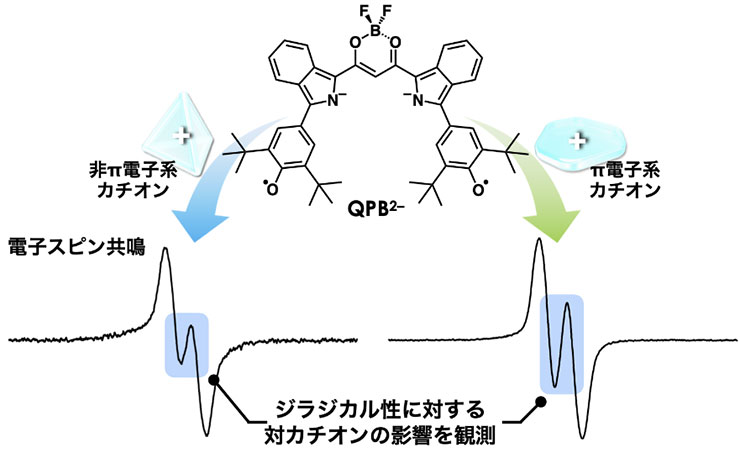 図4 QPB2–のジラジカル性に対する対カチオン依存性