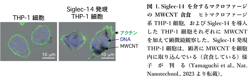 図１. Siglee-14を介するマクロファージのMWCNT貪食