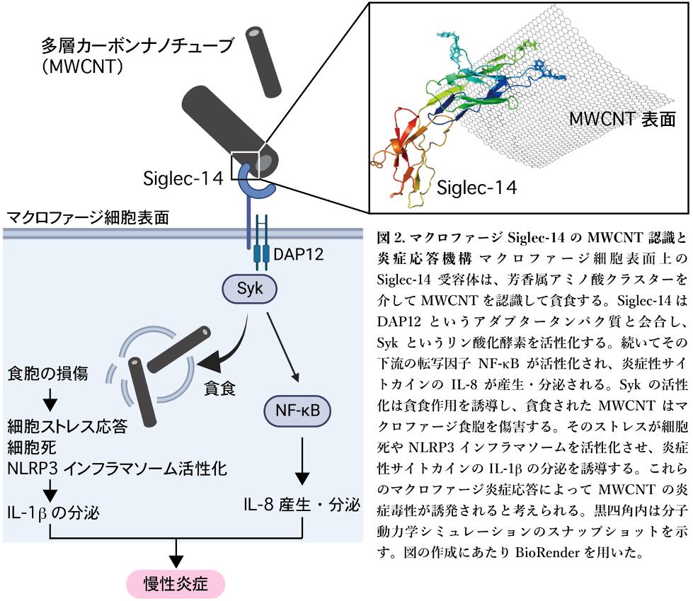 図１. マクロファージ Siglee-14のMWCNT認識と炎症応答機構