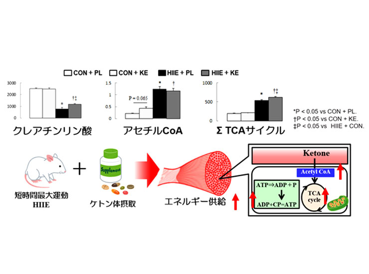 Fig. 2 HIIEとケトン体投与が骨格筋のｸﾚｱﾁﾘﾝ酸やTCAサイクルに及ぼす影響
