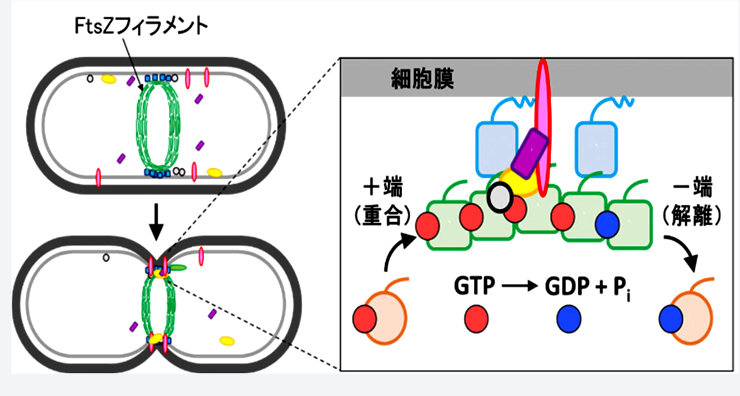 図1