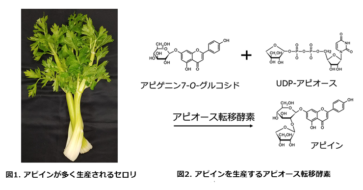 図1. アピインが多く生産されるセロリ 図2. アピインを生産するアピオース転移酵素