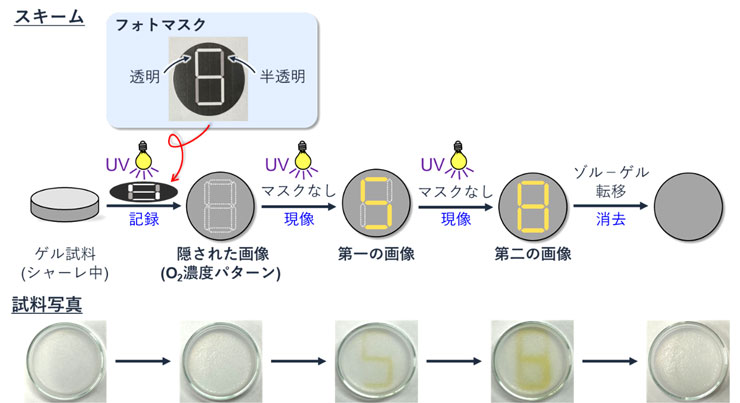 図３．光を用いた多段階的な現像とそのオンデマンド消去