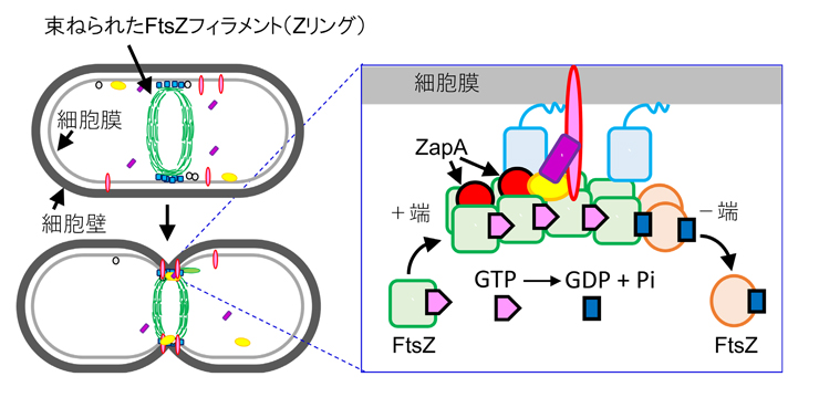 図1