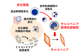研究概要