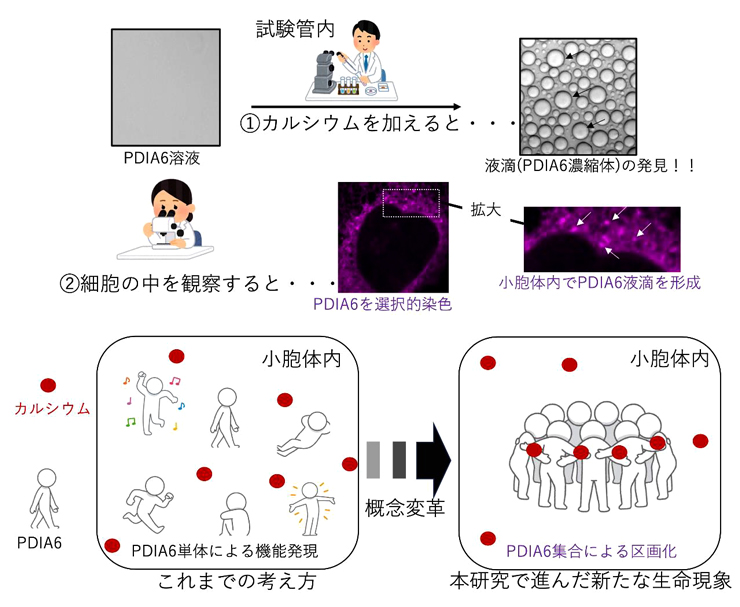図1.カルシウム依存的なPDIA6の集合化（相分離）