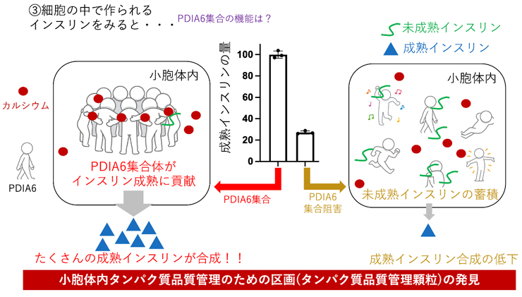 図2.細胞内PDIA6集合体による成熟インスリンの高効率生産