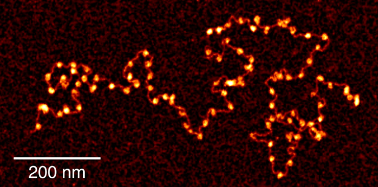 96個のヌクレオソームが数珠つなぎになった再構成「長鎖クロマチン」