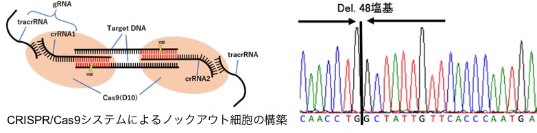 分子生物学的研究