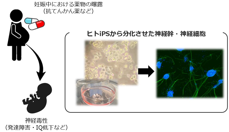分子生物学的研究