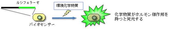 ルシフェラーゼアッセイ図
