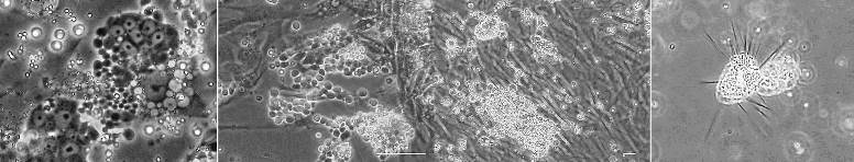 in vitro ���q�����}