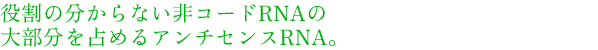 役割の分からない非コードRNAの大部分を占めるアンチセンスRNA。