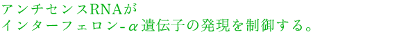 アンチセンスRNAがインターフェロン-α遺伝子の発現を制御する。