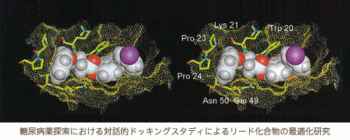 糖尿病薬探索における対話的ドッキングスタディによるリード化合物の最適化研究