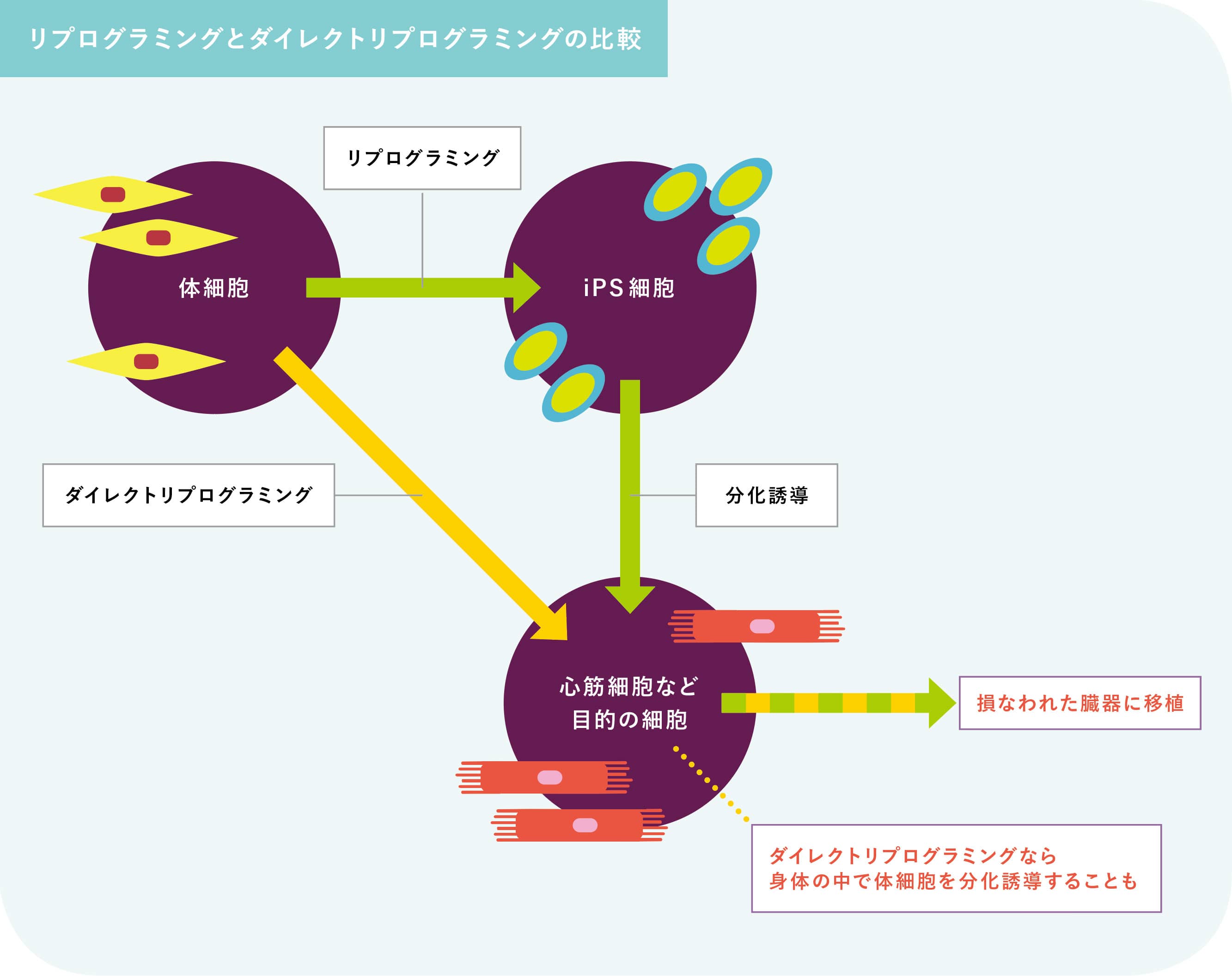 リプログラミングとダイレクトリプログラミングの比較