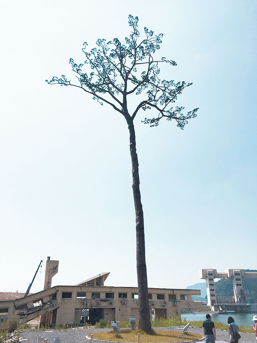 Miracle lone pine tree
