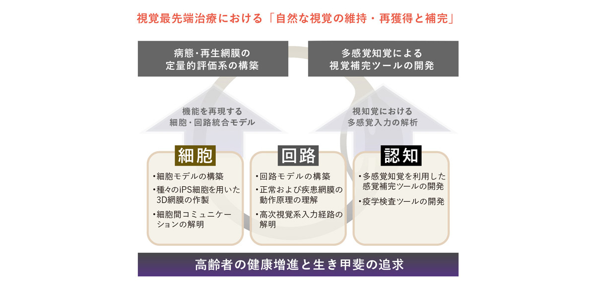 「細胞」「回路」「認知」という３つの階層別に研究グループを形成し、視覚再生にアプローチする。