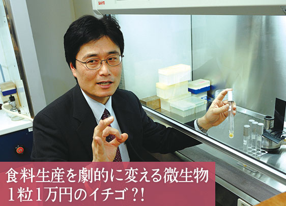 食糧生産を劇的に変える微生物 1粒1万円のイチゴ?!