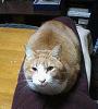 neko/F1000007.jpg 10KB 240x268