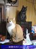 neko/F1000016.jpg 37KB 480x640