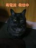 neko/F1000018.jpg 22KB 480x640