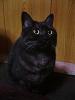 neko/F1000019.jpg 21KB 480x640
