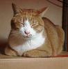 neko/F1000029.jpg 8KB 388x395