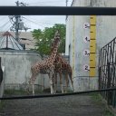 DSCF6398