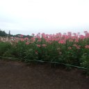 DSCF6433