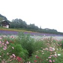 DSCF6435