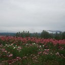 DSCF6436