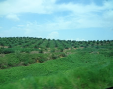 Palm-oil Plantation in Johor