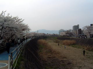 草津川の桜並木