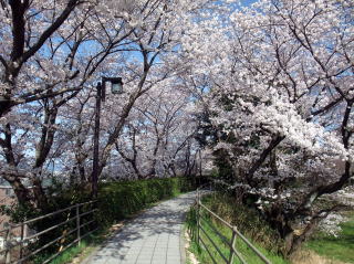 旧草津川の桜並木