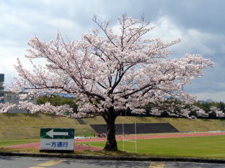 キャンパスの桜