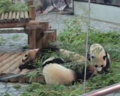 20110822-1-panda.JPG