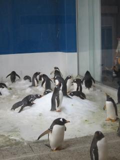 20110822-1-penguin.JPG