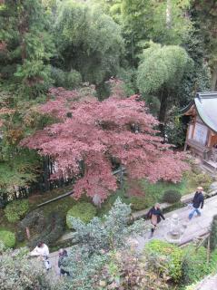 20111128-momiji.jpg