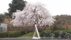 20130401-1.jpg