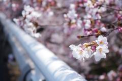 sakura.jpgのサムネール画像のサムネール画像