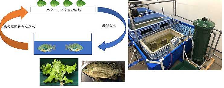 アクアポニクスシステムの開発