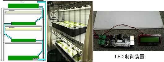 1/fゆらぎを利用したLED照明による植物生育